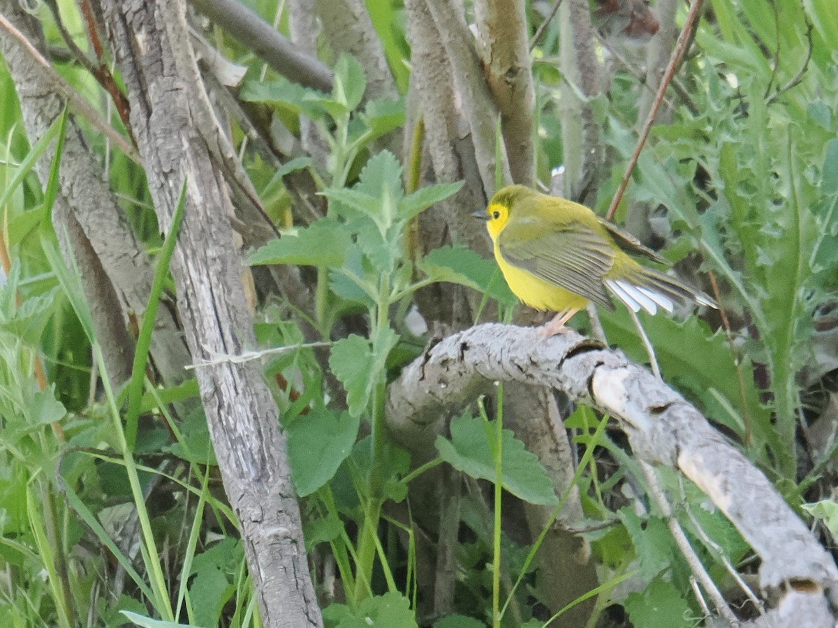 Hooded Warbler - ML635977071