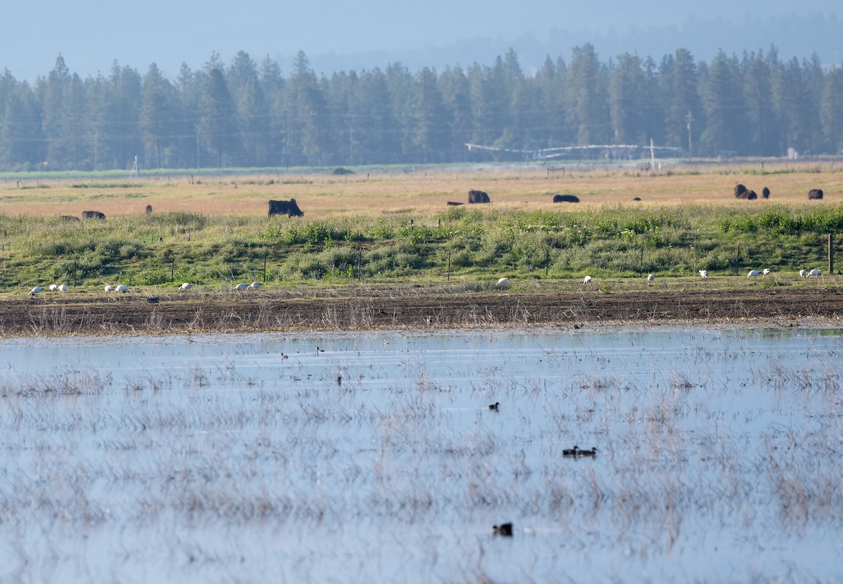 Цасны галуу - ML635977107