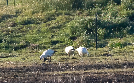 Цасны галуу - ML635977127