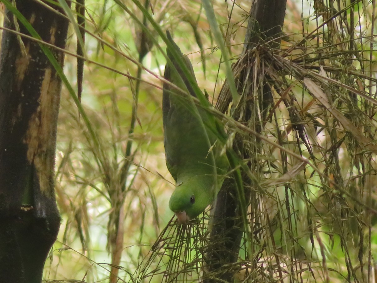 Barred Parakeet - ML635977128