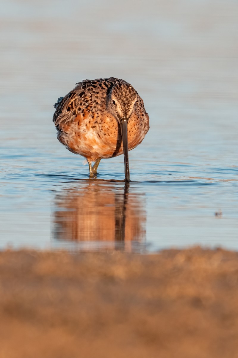 Long-billed Dowitcher - ML635977272