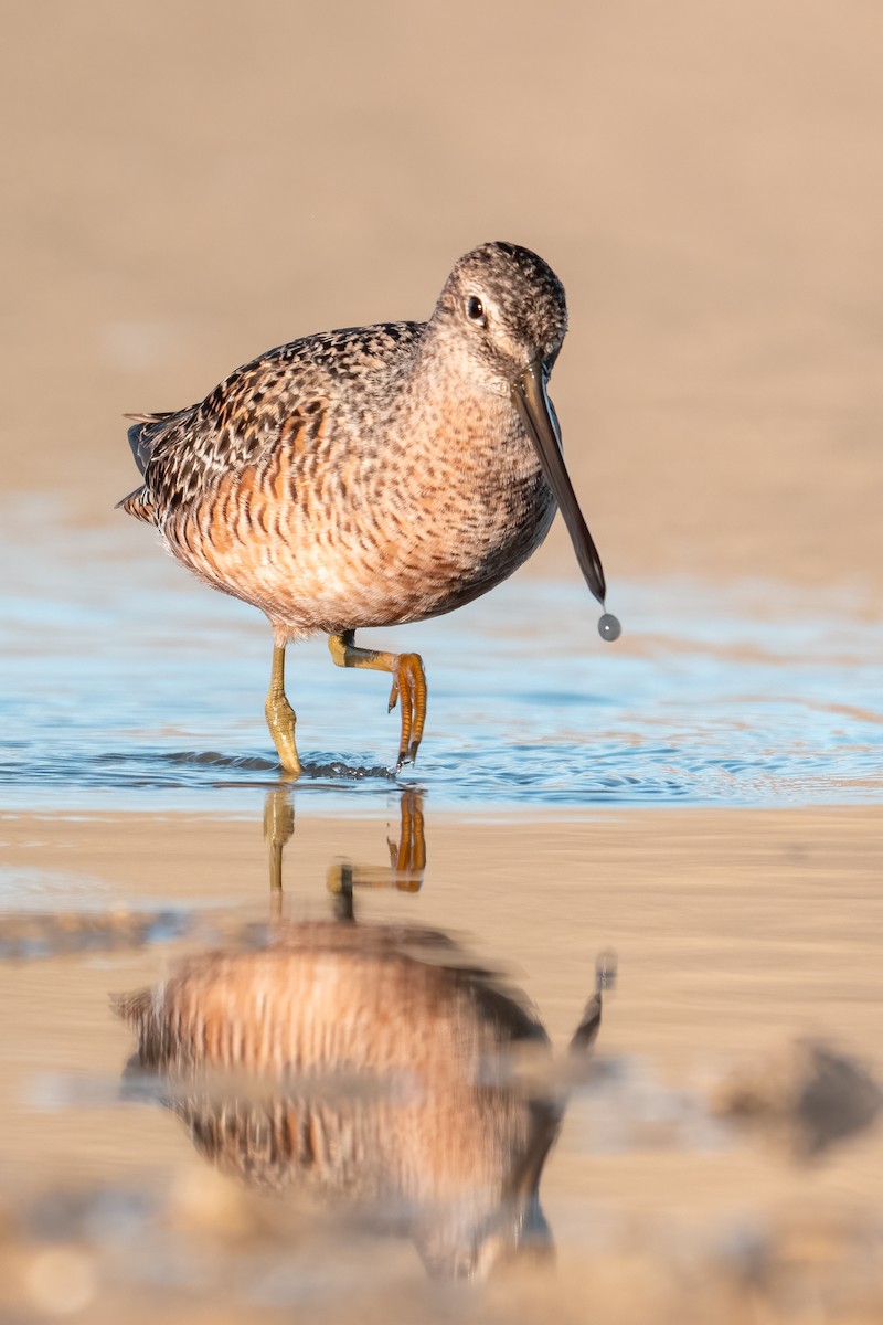 Long-billed Dowitcher - ML635977273
