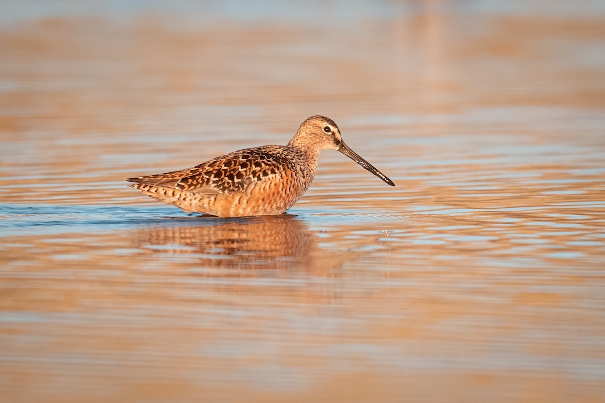 Long-billed Dowitcher - ML635977274