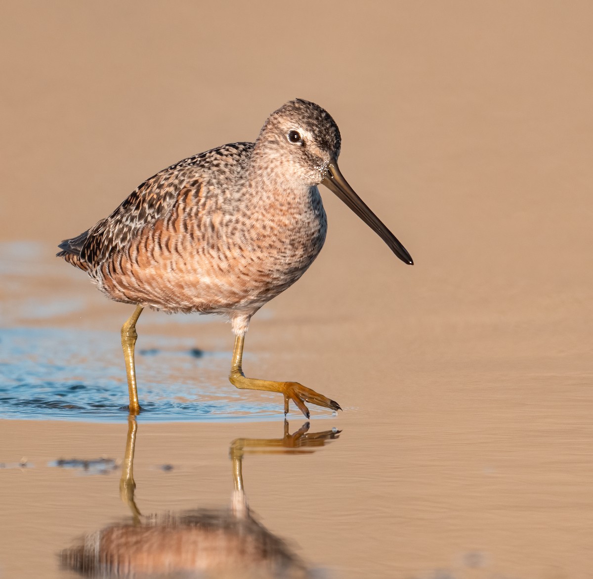 Long-billed Dowitcher - ML635977275