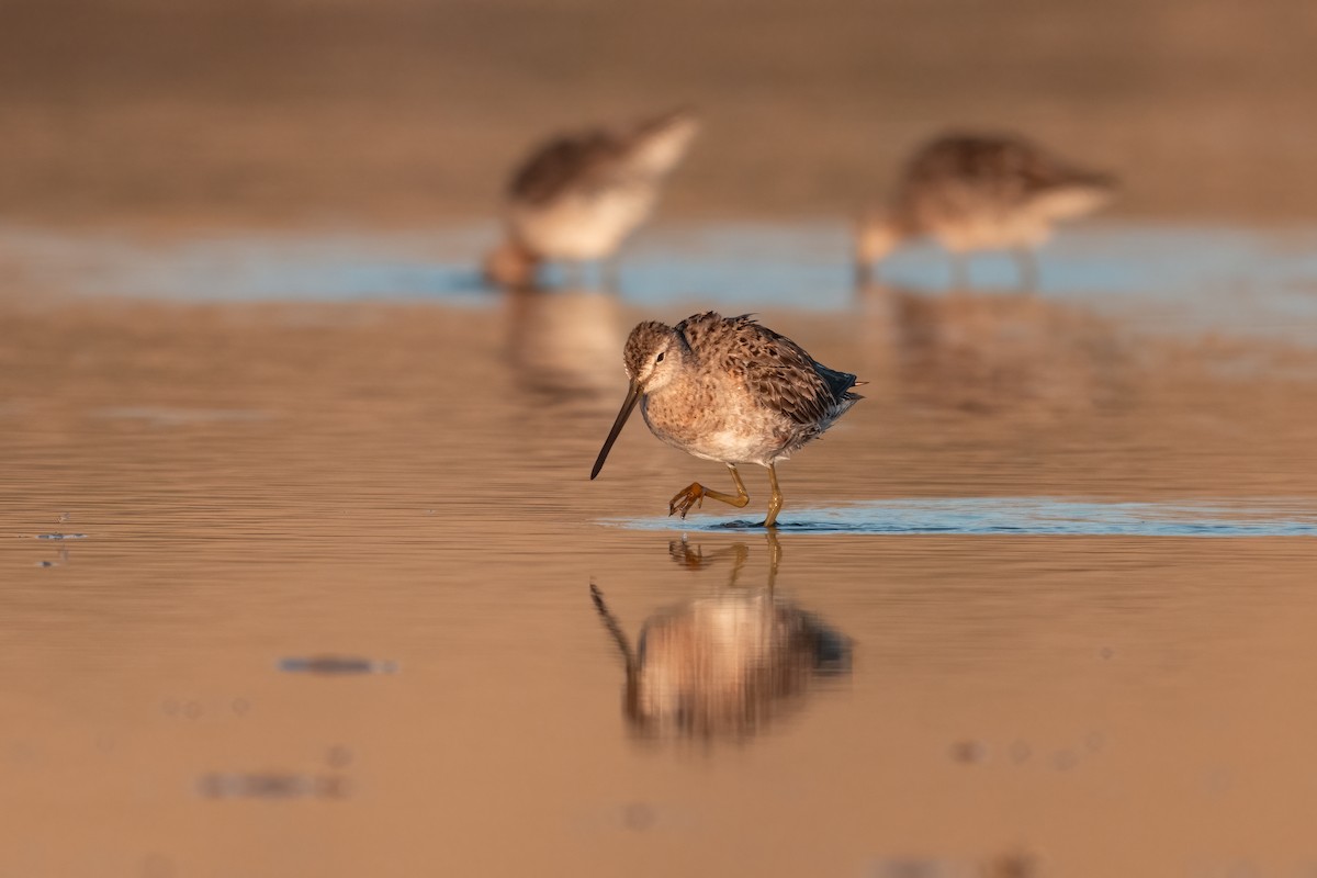 Long-billed Dowitcher - ML635977276