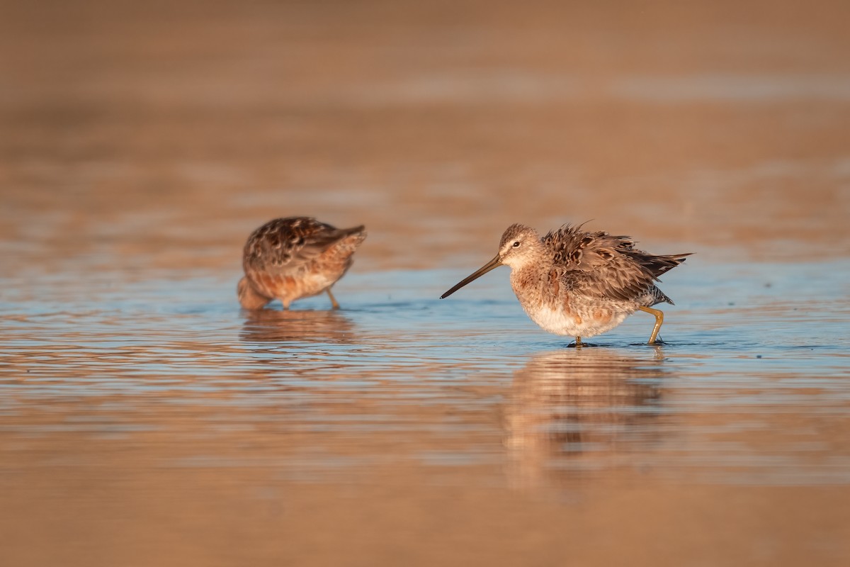 Long-billed Dowitcher - ML635977277