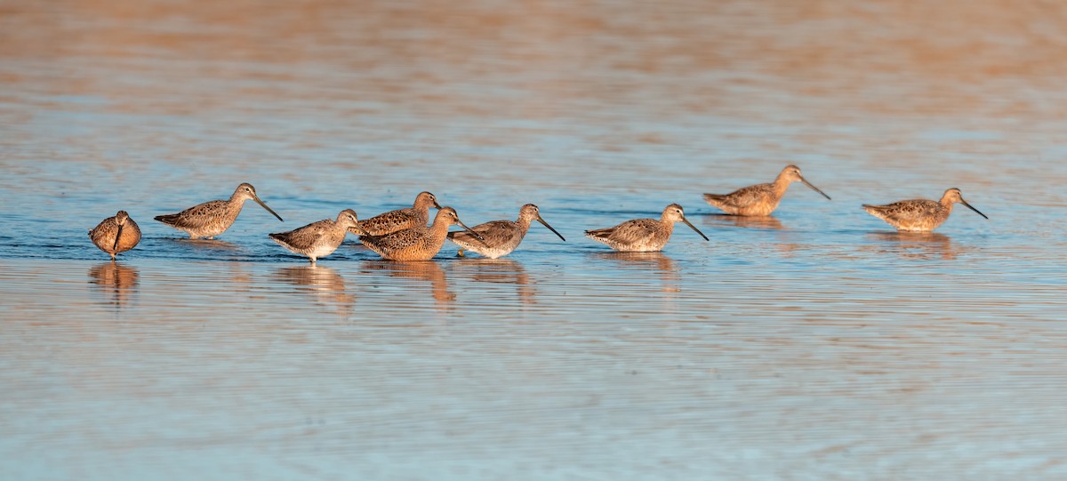 Long-billed Dowitcher - ML635977279
