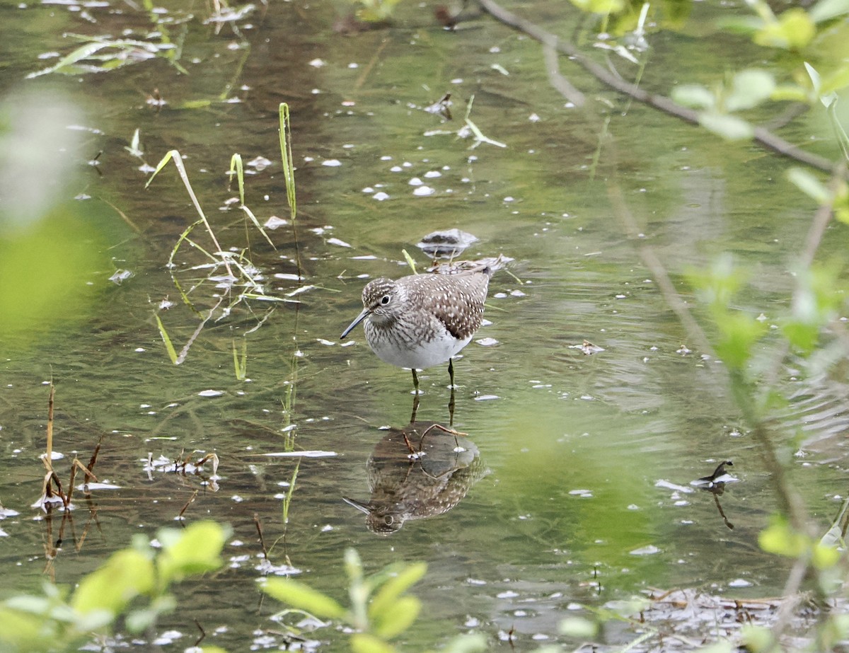 Solitary Sandpiper - ML635977411
