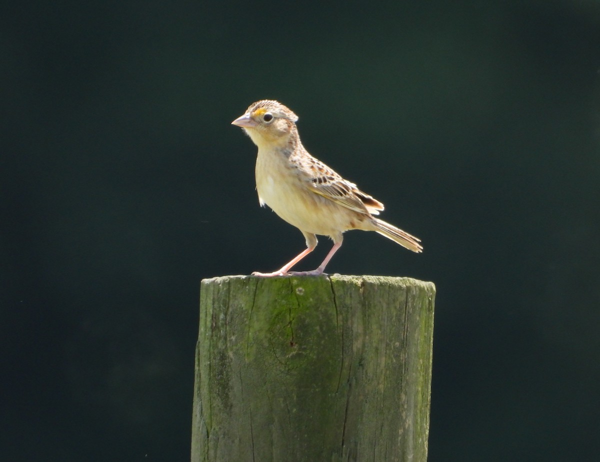 Grasshopper Sparrow - ML635977615