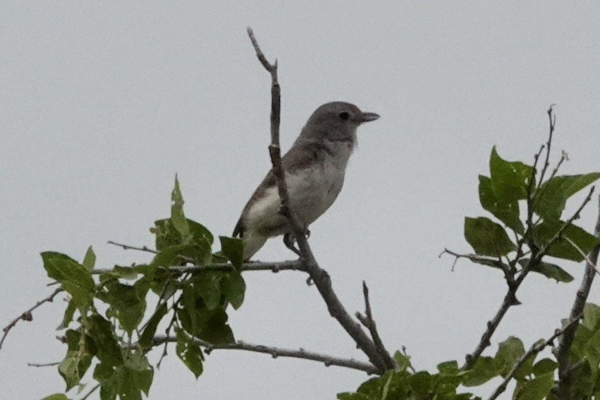 Gray Vireo - ML635977633
