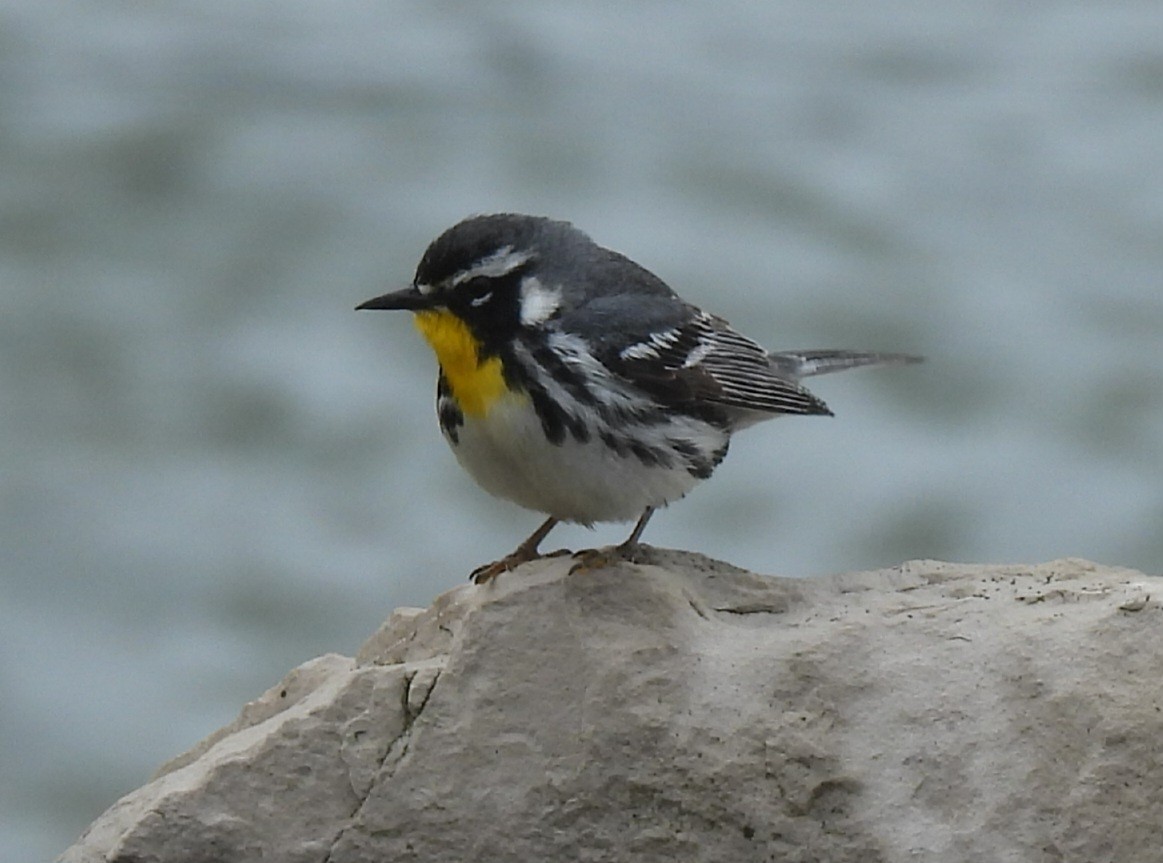 Yellow-throated Warbler - ML635977732