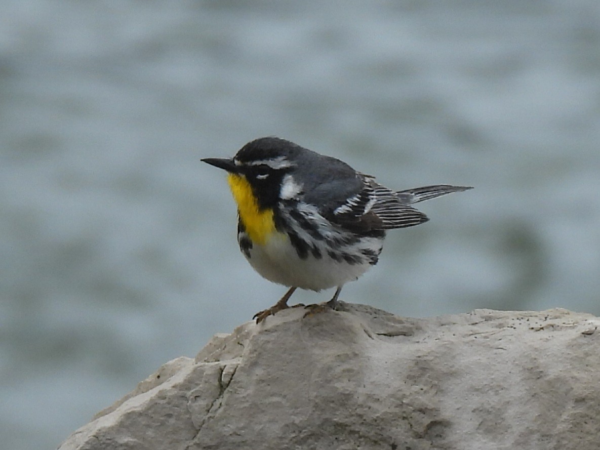 Yellow-throated Warbler - ML635977733