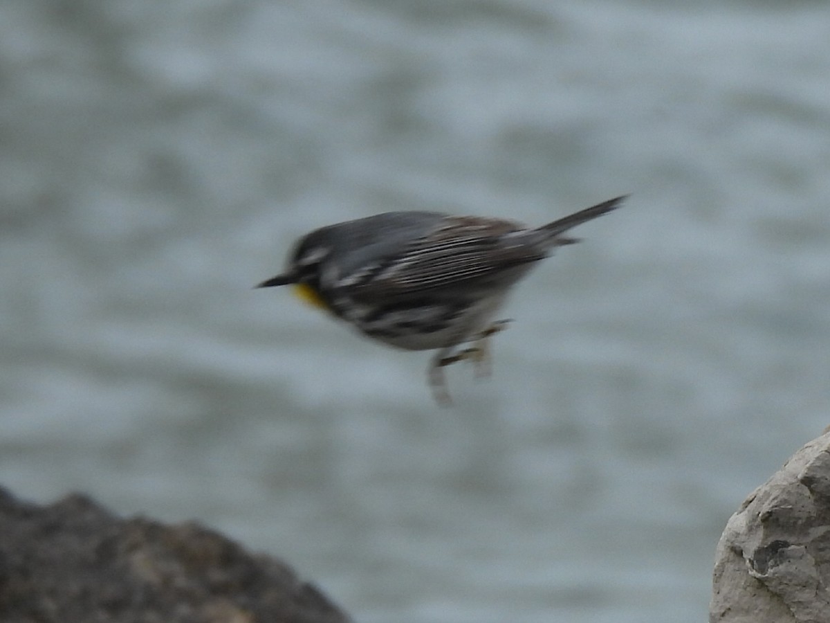 Yellow-throated Warbler - ML635977734