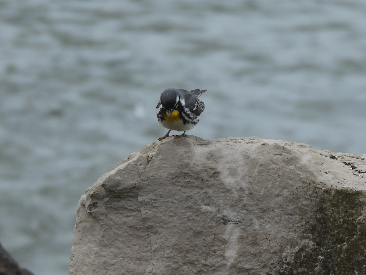 Yellow-throated Warbler - ML635977735