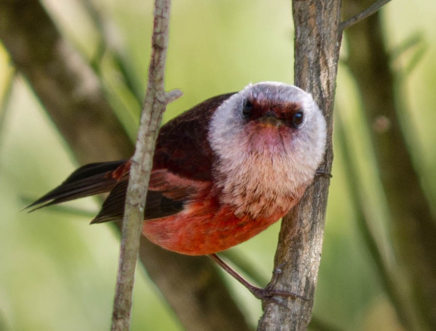 Pink-headed Warbler - ML635977755