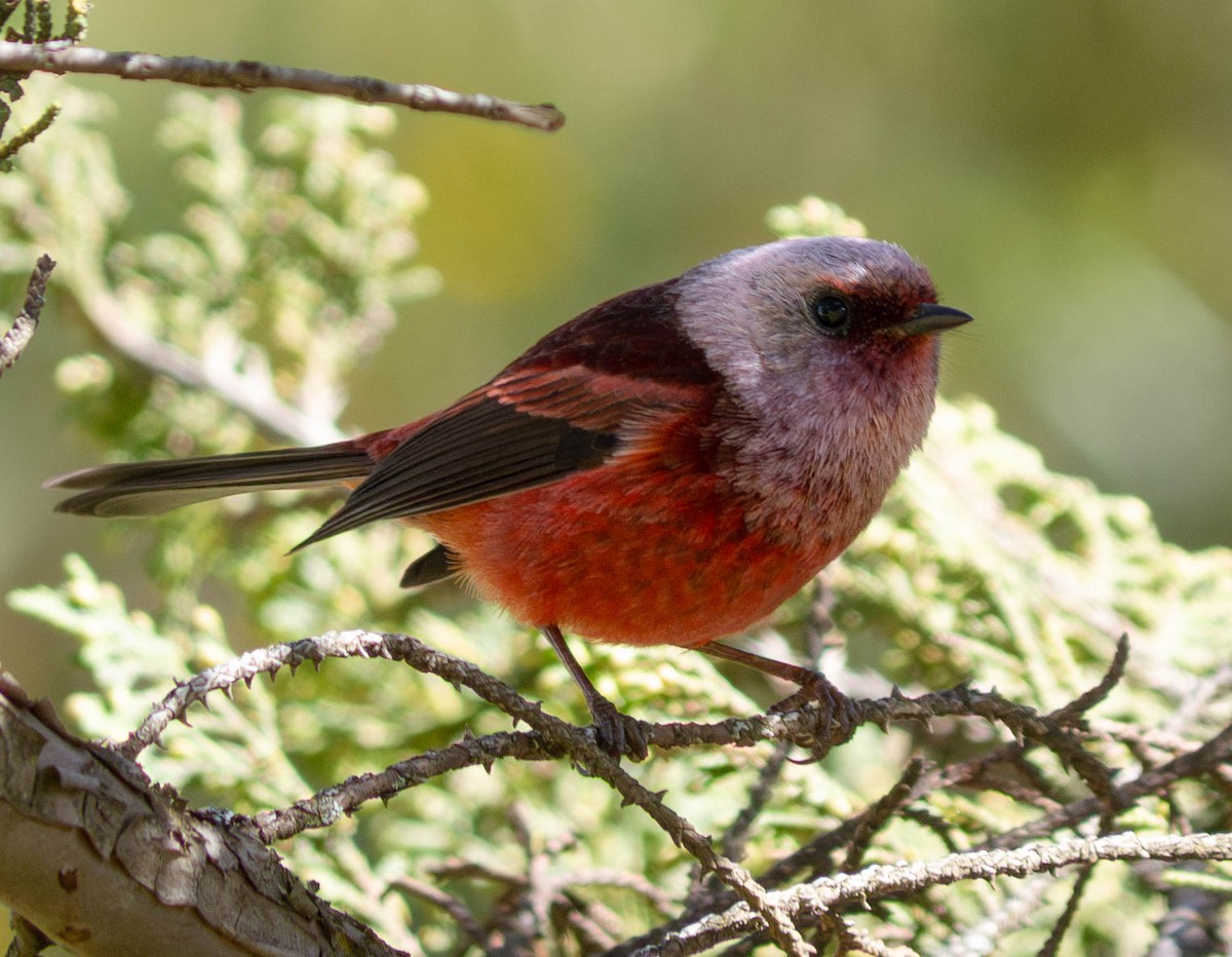 Pink-headed Warbler - ML635977773