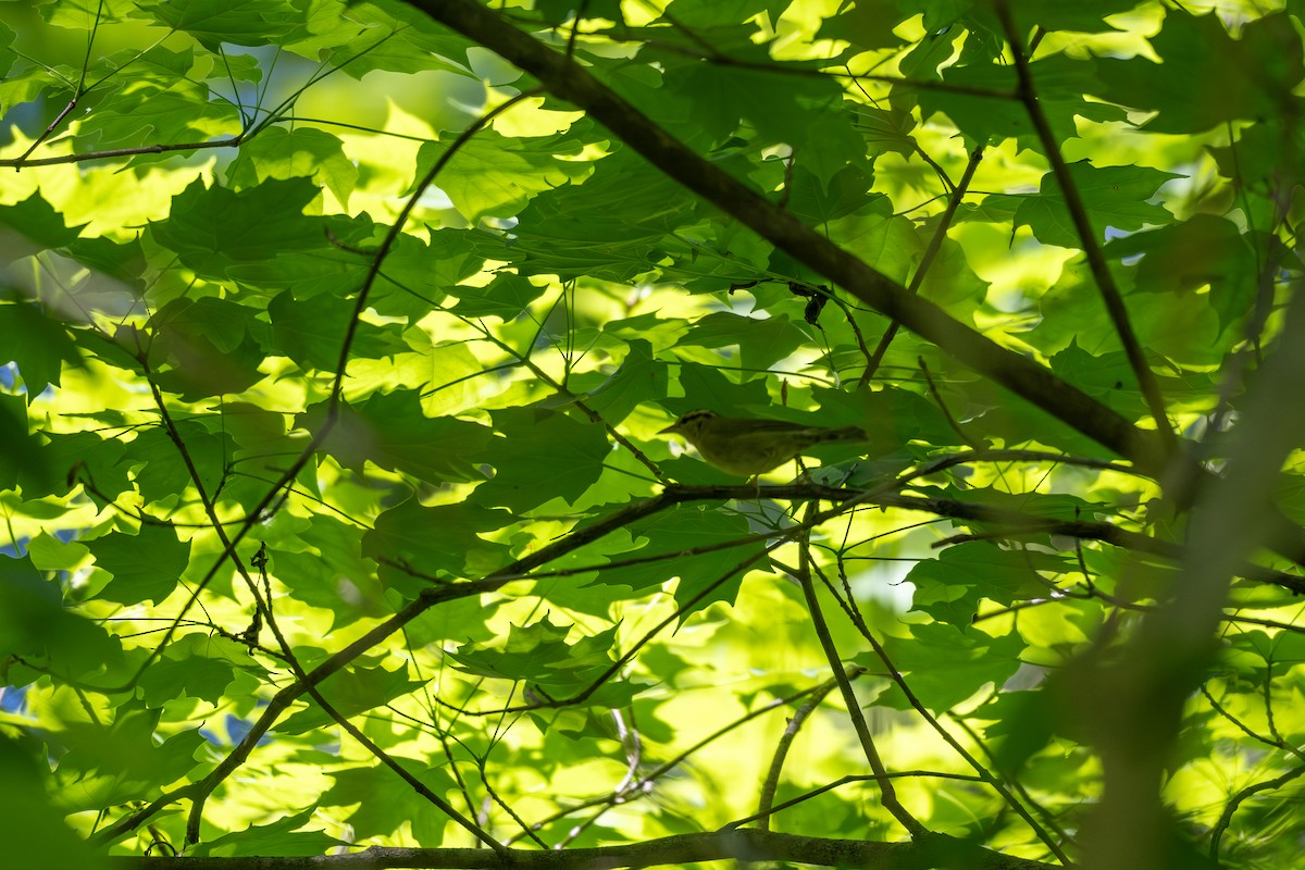 Worm-eating Warbler - ML635977813