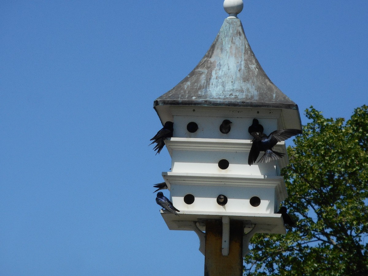 Purple Martin - ML635977872