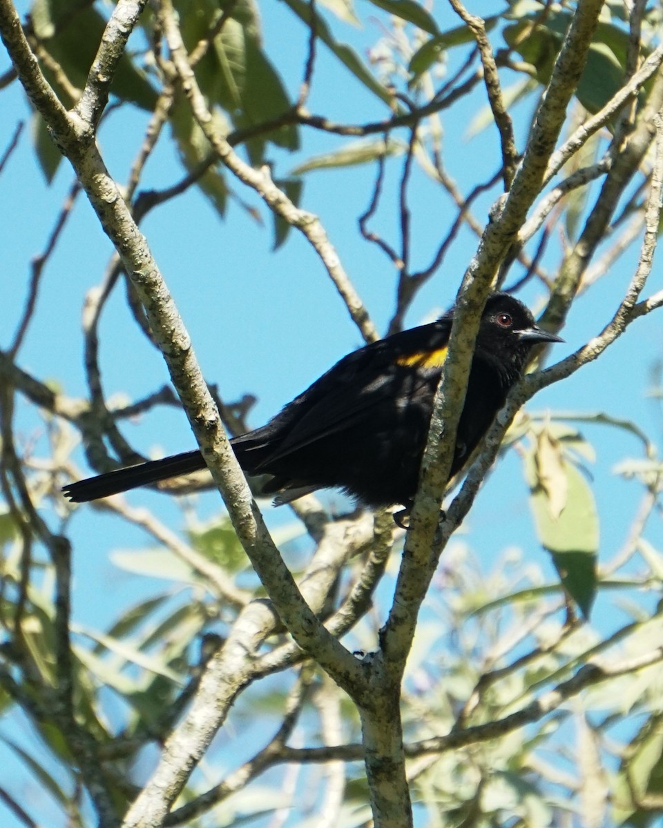 Variable Oriole - ML635978156