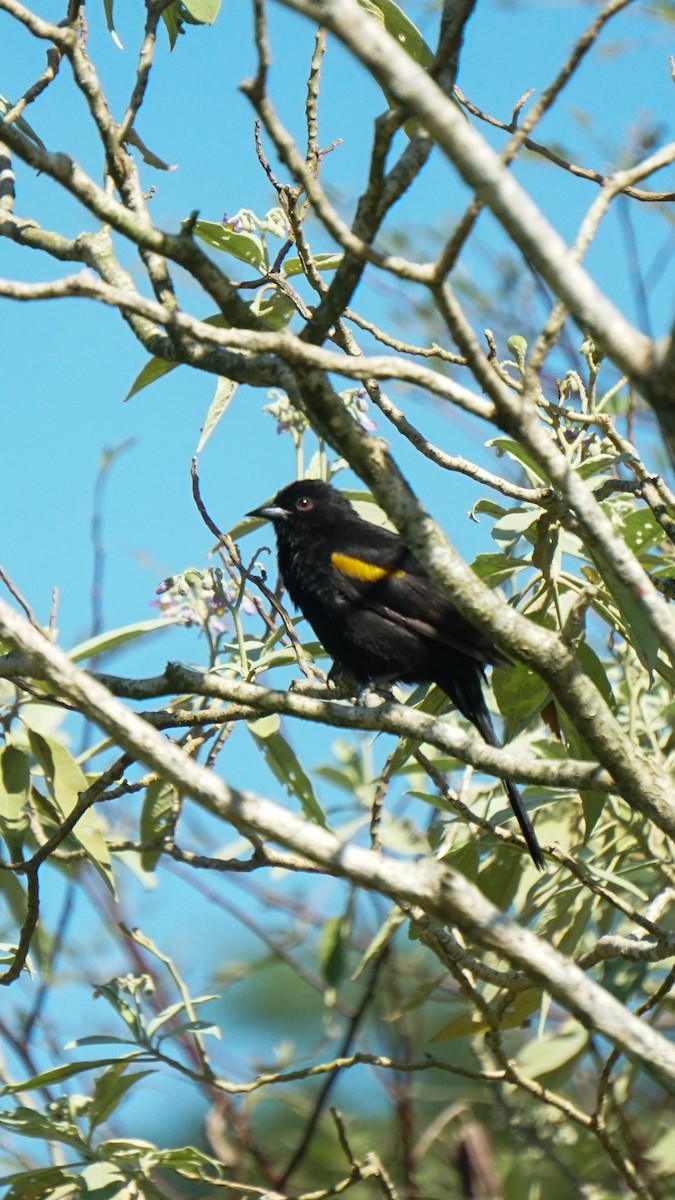 Variable Oriole - ML635978158
