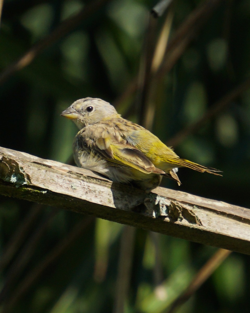 Saffron Finch - ML635978269