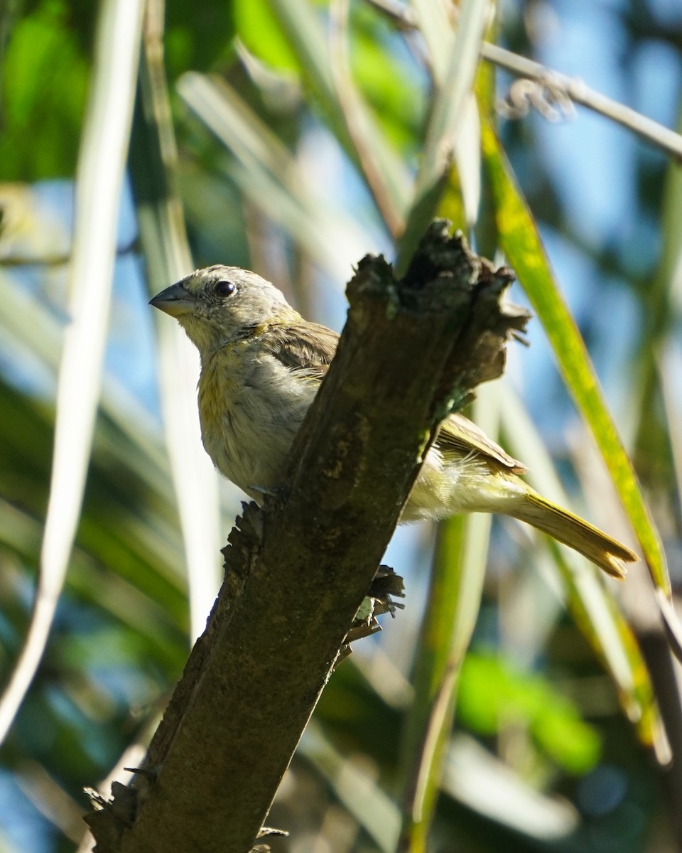 Saffron Finch - ML635978273