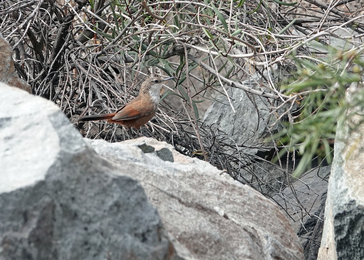 チリーカマドドリ - ML635978332