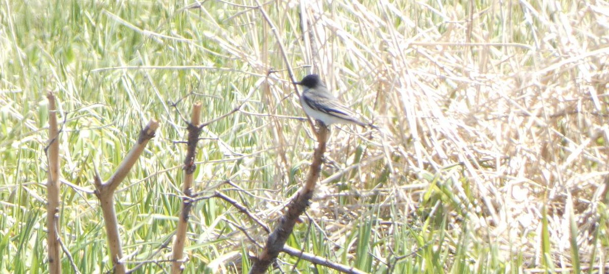 Eastern Kingbird - ML635978401