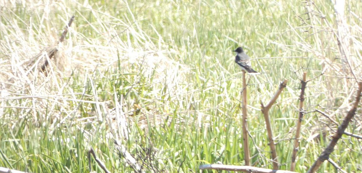 Eastern Kingbird - ML635978402