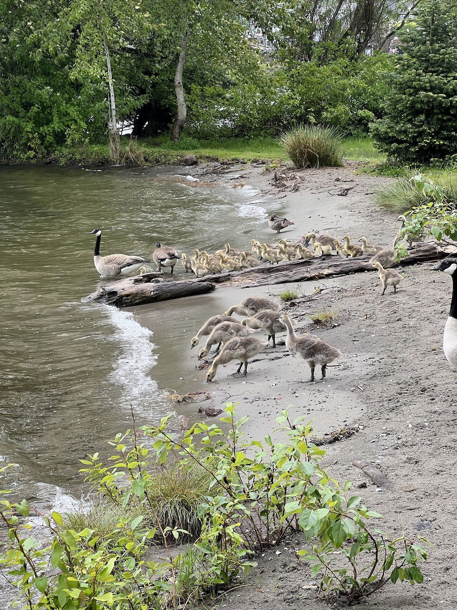 Oca canadese maggiore - ML635978428