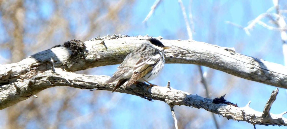 Blackpoll Warbler - ML635978480