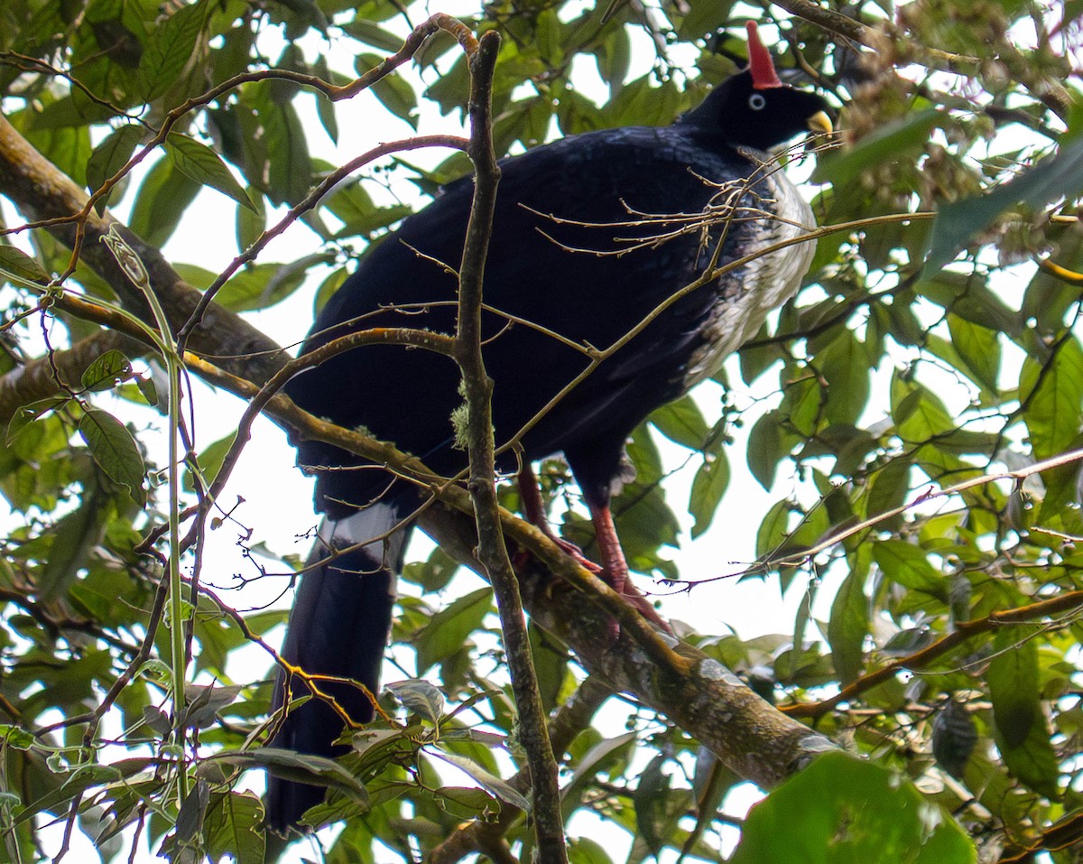 Horned Guan - ML635978481