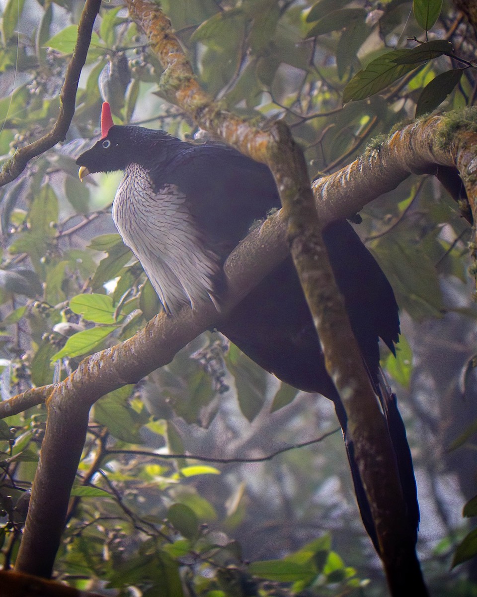 Horned Guan - ML635978497