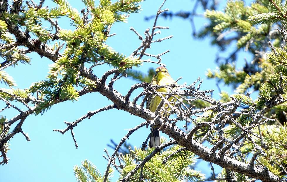 Palm Warbler - ML635978521
