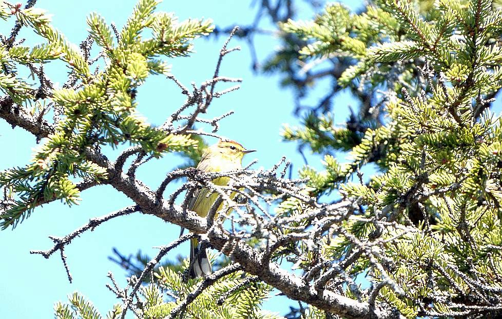 Palm Warbler - ML635978522