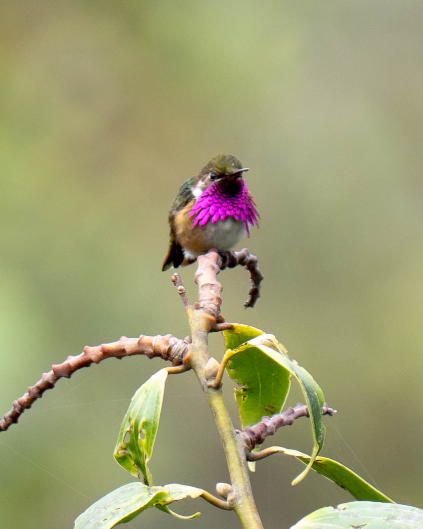 Wine-throated Hummingbird - ML635978538