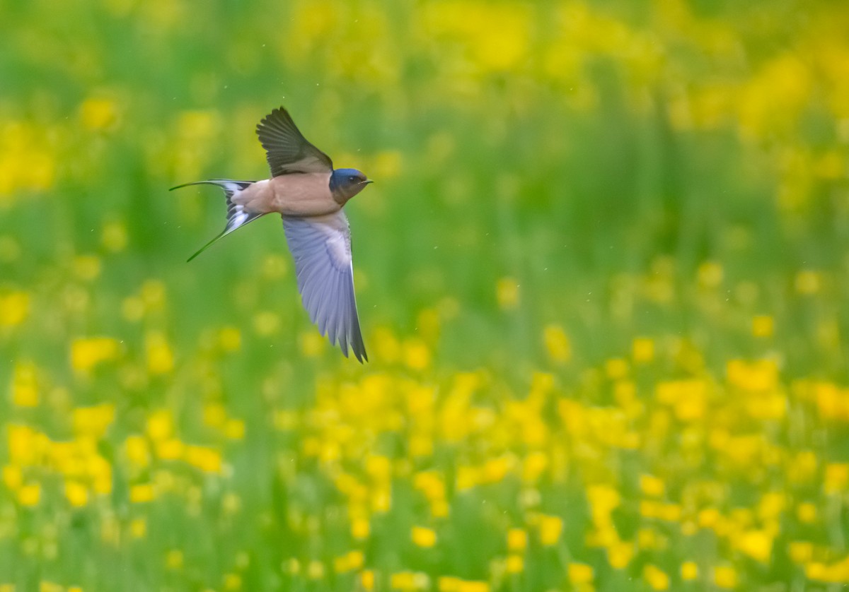 Ластівка сільська - ML635978653