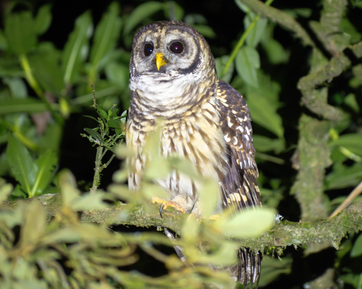 Fulvous Owl - ML635978656