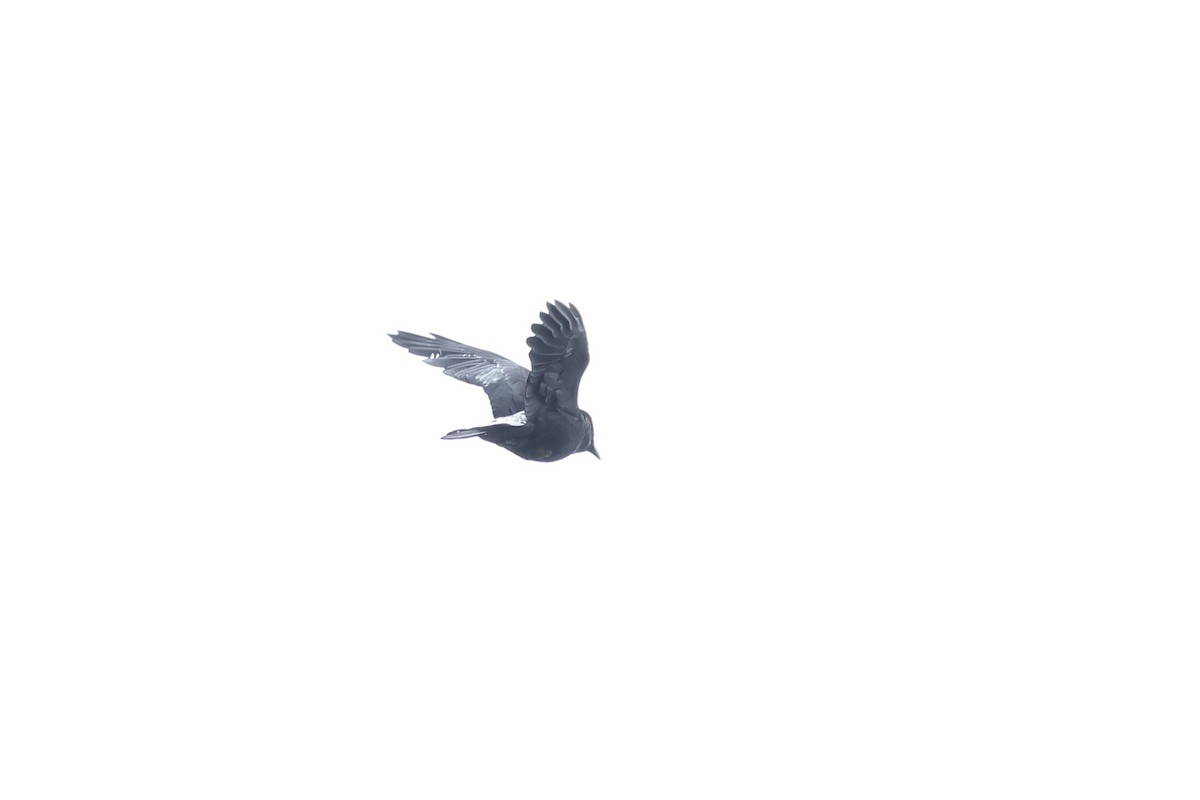 crow sp. - ML635978907