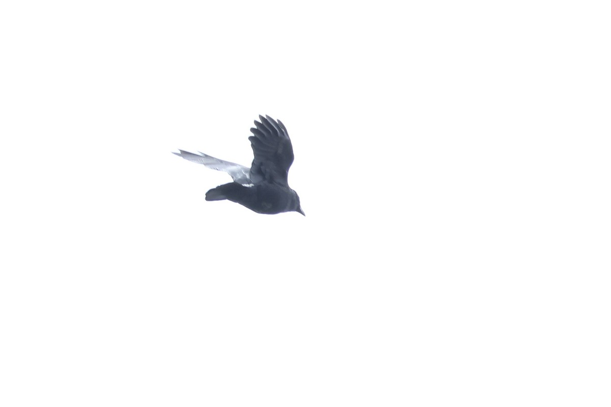 crow sp. - ML635978908