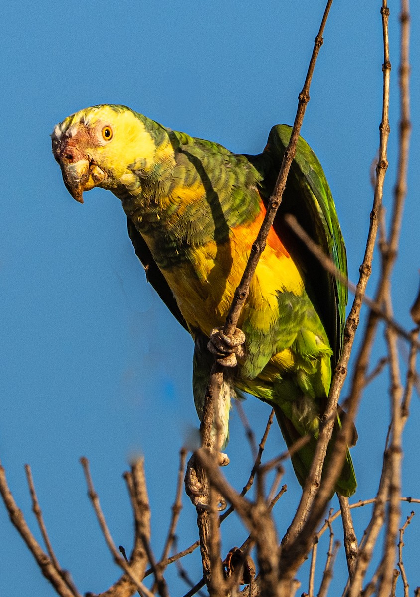 Yellow-faced Parrot - ML635978952