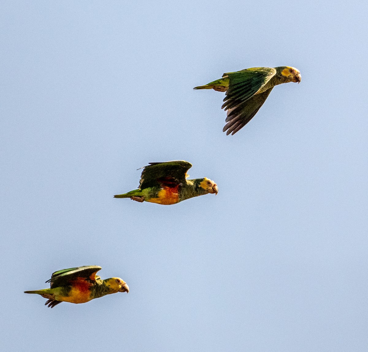 Yellow-faced Parrot - ML635978954