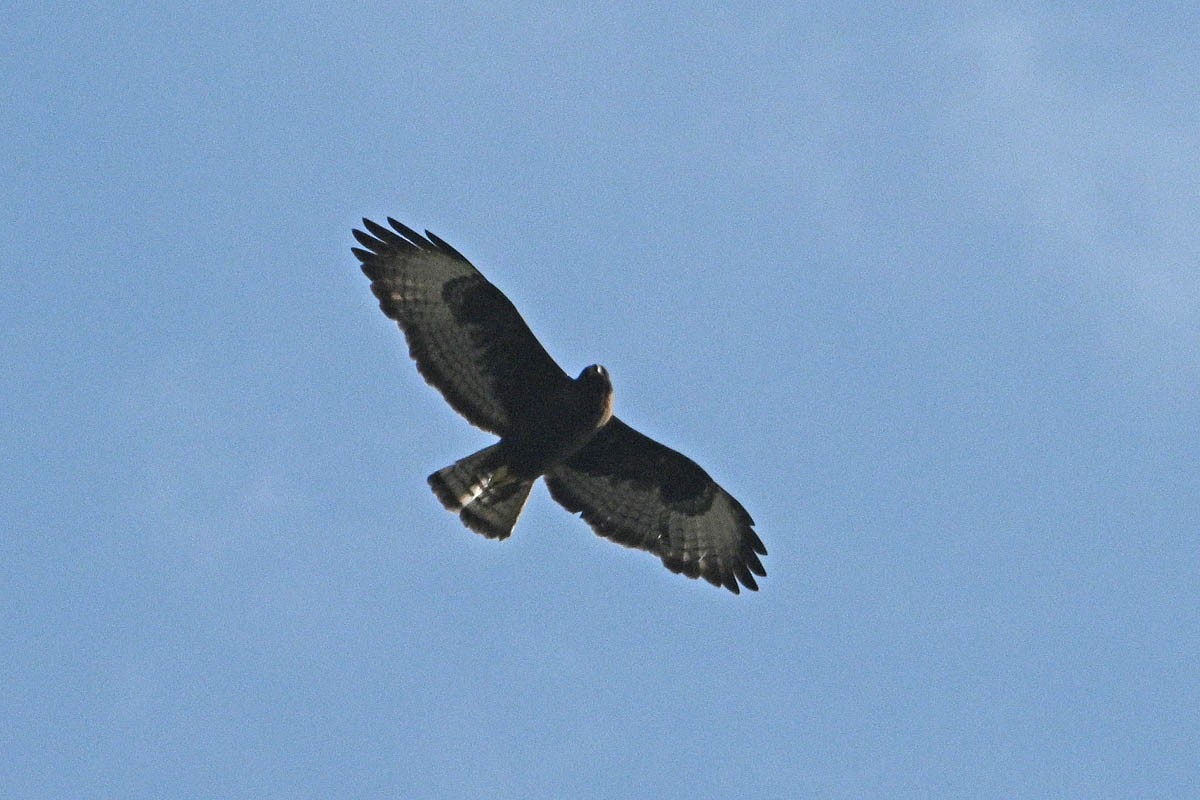 Short-tailed Hawk - ML635978993