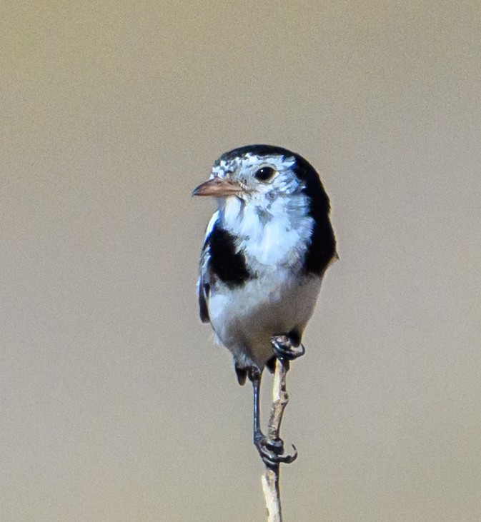 Cock-tailed Tyrant - ML635979132