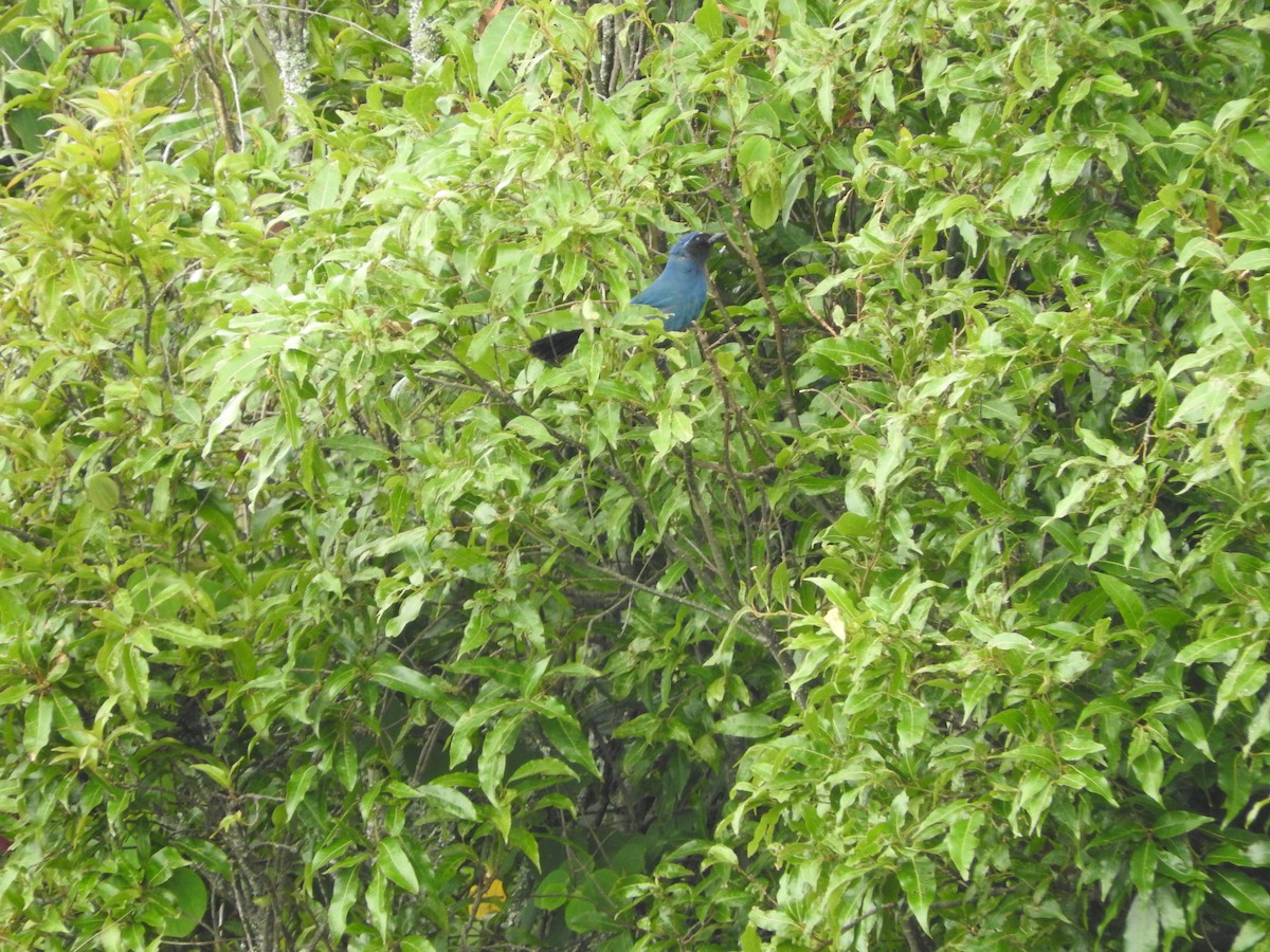 mayaskrike - ML635979279