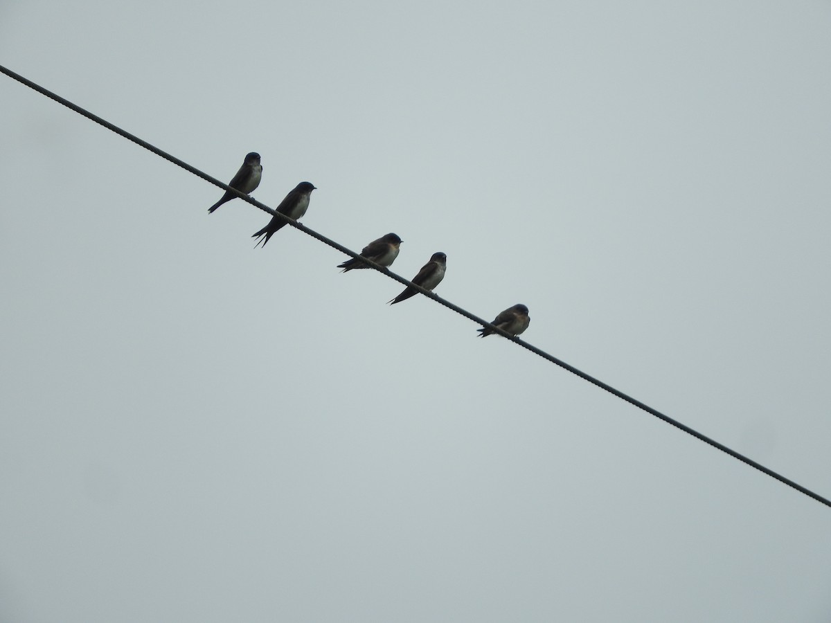 Black-capped Swallow - ML635979498
