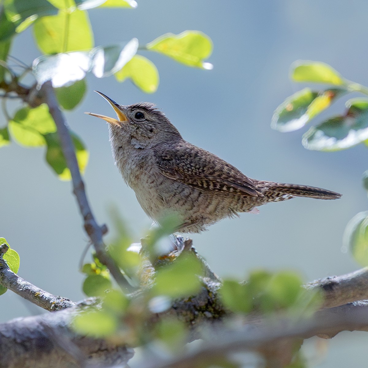 Northern House Wren - ML635979525