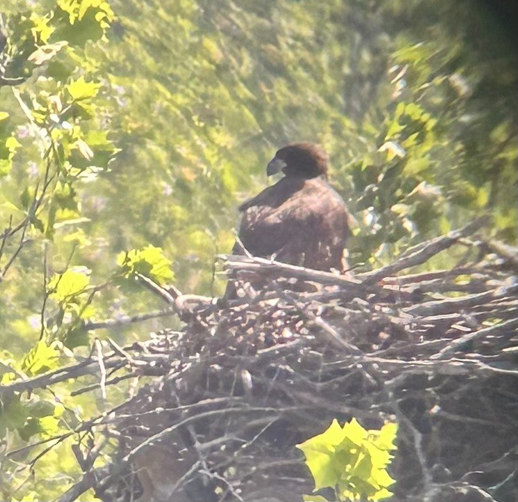 Bald Eagle - ML635979679