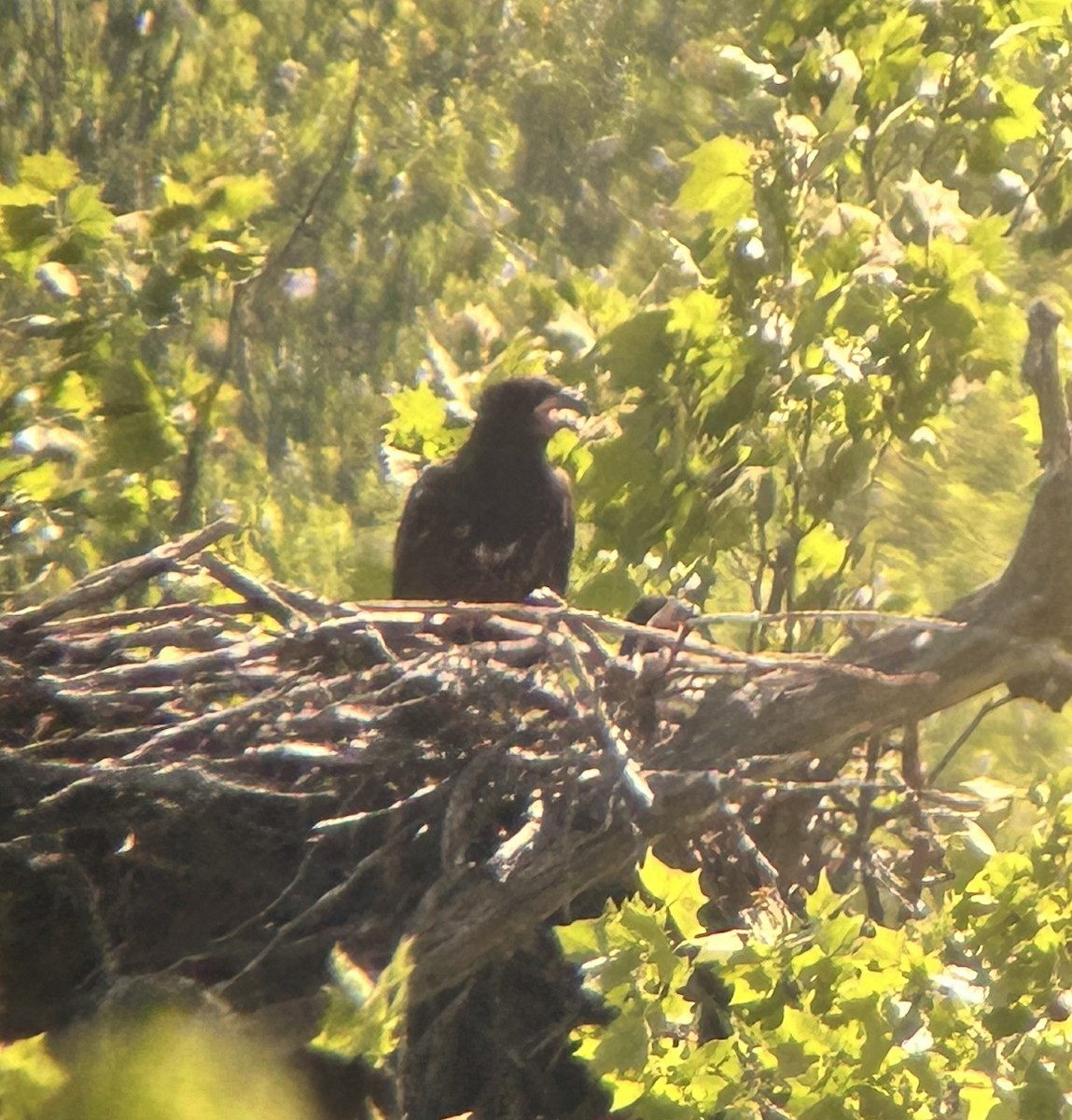 Bald Eagle - ML635979680