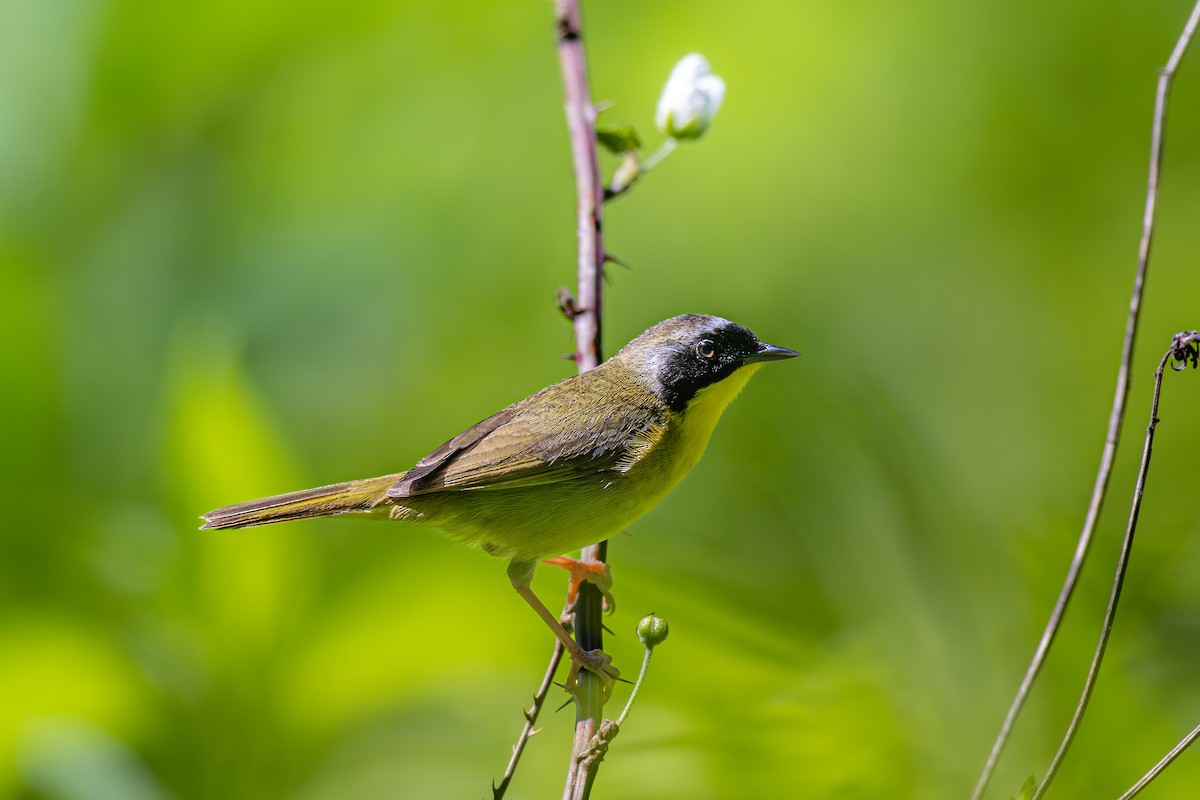 Common Yellowthroat - ML635979769